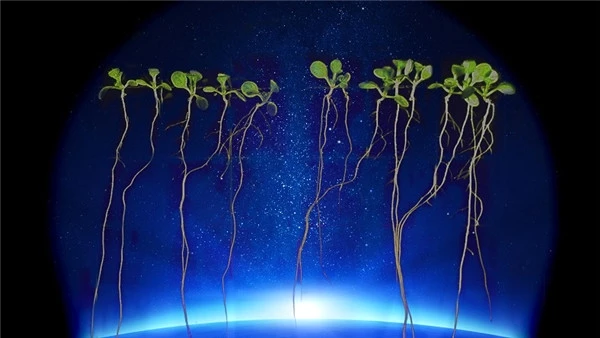 Uzayda Bitki Yetiştirebilmenin Yollarını Bulmak İçin Araştırmalar Başladı