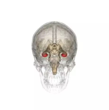 Beyninizde Bulunan 'Deniz Atı' Hipokampüs Hakkında 8 Tuhaf Bilgi