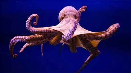 Beyninizde Bulunan 'Deniz Atı' Hipokampüs Hakkında 8 Tuhaf Bilgi