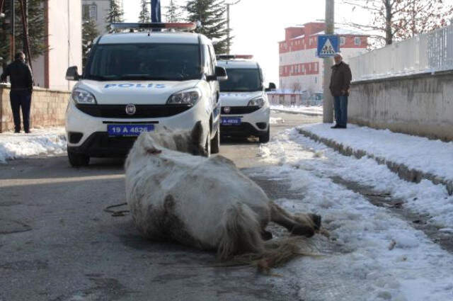 'Artık İstemiyorum' Deyip Yaralı Atı Ölüme Terk Etti
