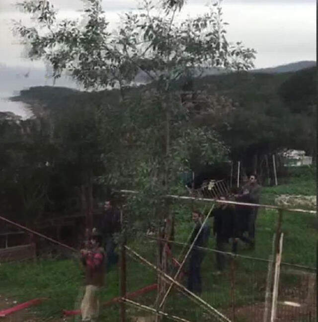 Büyükada'yı Alevler Sardı: 9 At Telef Oldu!