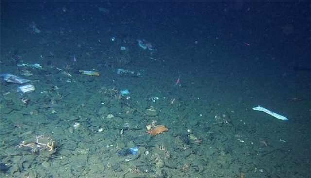 Okyanusların En Derin Bölgelerinde Dahi Plastik Atıklara Rastlandı