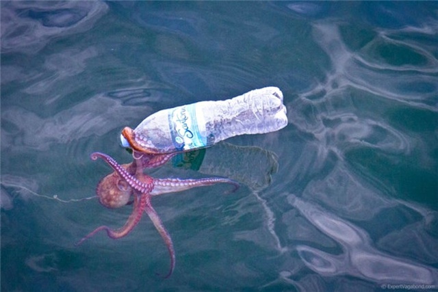 Okyanusların En Derin Bölgelerinde Dahi Plastik Atıklara Rastlandı
