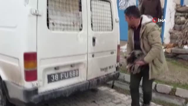Aç ve Donmak Üzere Olan Yavru Köpekler Hayvan Barınağına Yerleştirildi