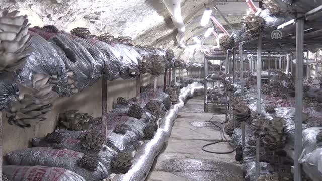 Devletten Aldığı Hibe Desteğiyle Mantar Üreticiliğine Başlayan Eski Hükümlü Hayata Tekrardan Tutundu
