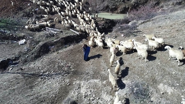 Katıldığı Projeyle Hayatı Değişti! Üniversite Mezunu Genç, 300 Koyuna Çobanlık Yapıyor