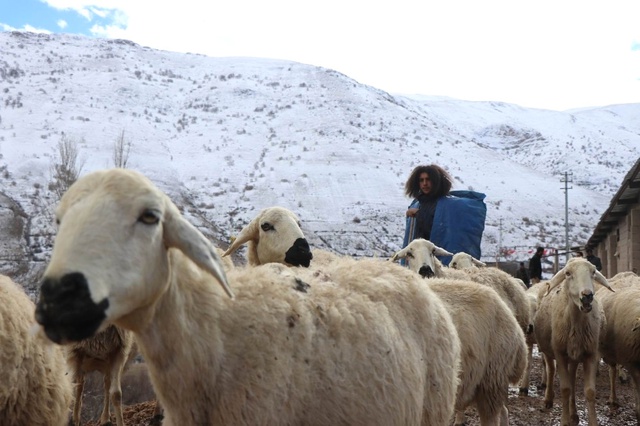 Katıldığı Projeyle Hayatı Değişti! Üniversite Mezunu Genç, 300 Koyuna Çobanlık Yapıyor