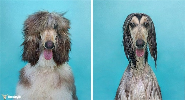Banyoya Girince O Eski Halimden Eser Yok Şimdi Diyen 15 Hayvan