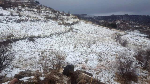 Kayseri'de Sokak Köpeklerinin Saldırdığı Lise Öğrencisi Öldü, Arkadaşı Ağır Yaralandı