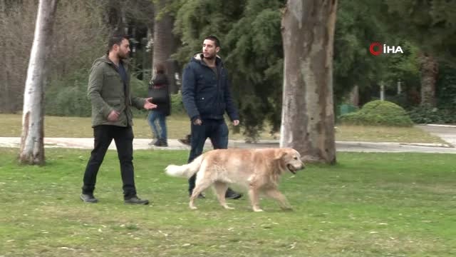 Yeni Bir İş Sektörü Doğuyor! Köpek Gezdirerek Saatte 150 Lira Kazanıyorlar
