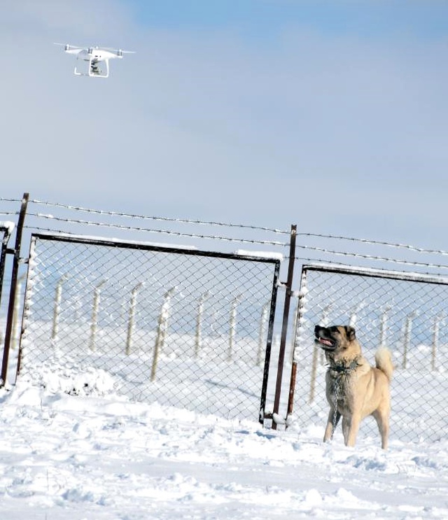Kangal'ın 'Drone' Tepkisi