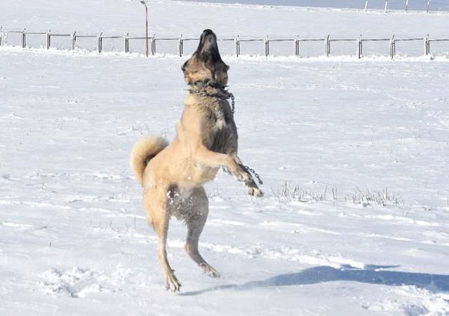 Kangal'ın 'Drone' Tepkisi