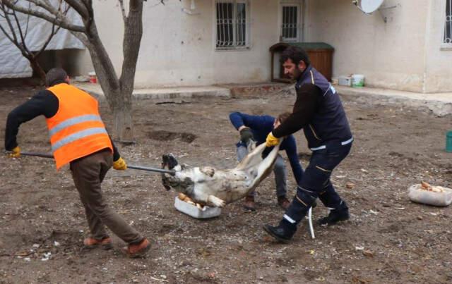 Köpeklerin Parçaladığı Liseli Gencin Kesin Ölüm Nedeni Belli Oldu