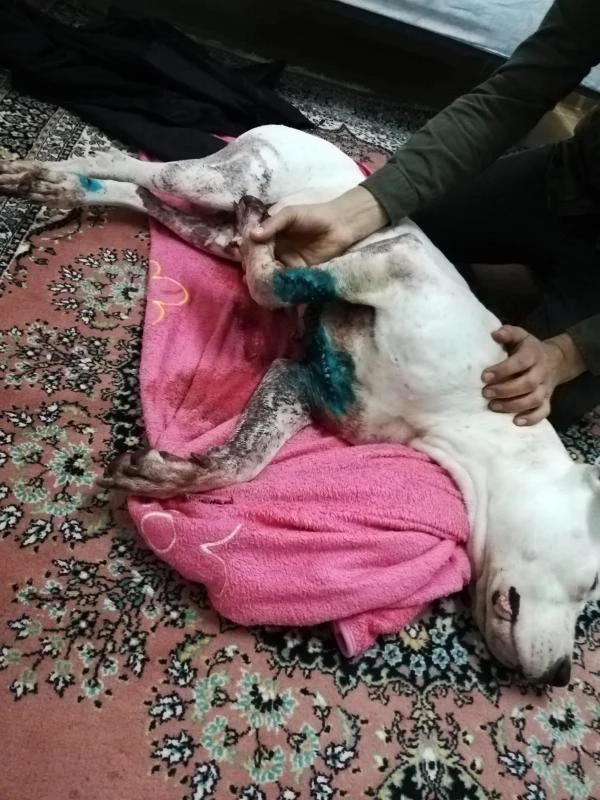 Satırlı Saldırıya Uğrayan Köpek, Göğsünden Yaralandı