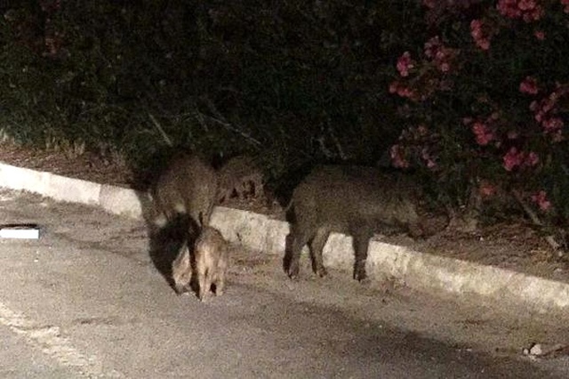 Bodrum'da Dehşete Düşüren Olay! Domuzlar İlk Kez İnsana Saldırdı