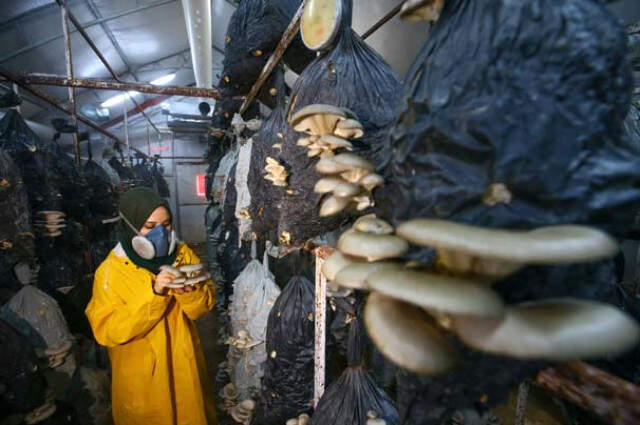 Tadını Beğenip Üretmeye Başladığı Mantardan 2 Yılda 100 Bin TL Kazandı Tadını Beğenip Üretmeye Başladığı Mantardan 2 Yılda 100 Bin TL Kazandı