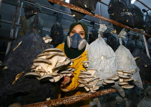 Tadını Beğenip Üretmeye Başladığı Mantardan 2 Yılda 100 Bin TL Kazandı Tadını Beğenip Üretmeye Başladığı Mantardan 2 Yılda 100 Bin TL Kazandı