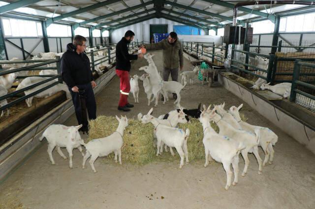 Uzun Yıllar Yöneticilik Yaptıktan Sonra Kravattan Sıkıldı, Memleketine Dönüp Keçi Çiftliği Kurdu