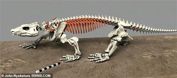 Bilim İnsanları, 290 Milyon Yıllık Fosili Robot Olarak Diriltti