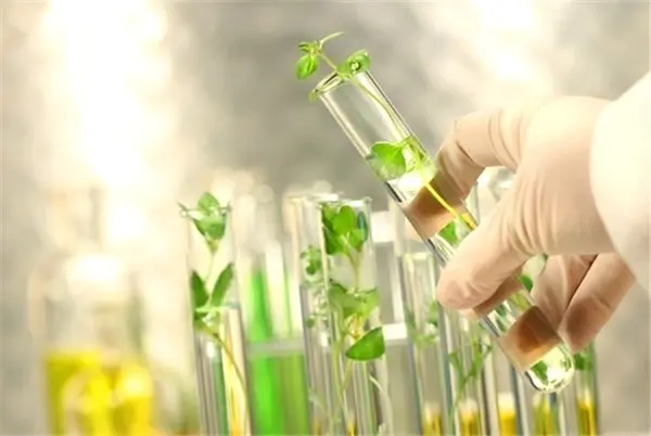 Bilim İnsanları, Genetiği Değiştirilmiş Bitkilerin Yüksek Çözünürlüklü Gen Haritasını Çıkardı