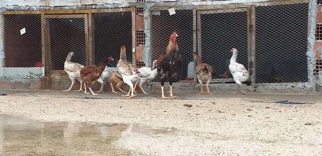Brezilya'dan Getirttiği Özel Yumurta ile Dünyanın En Büyük Tavuğunu Yetiştirdi! Şimdi Paraya Para Demiyor