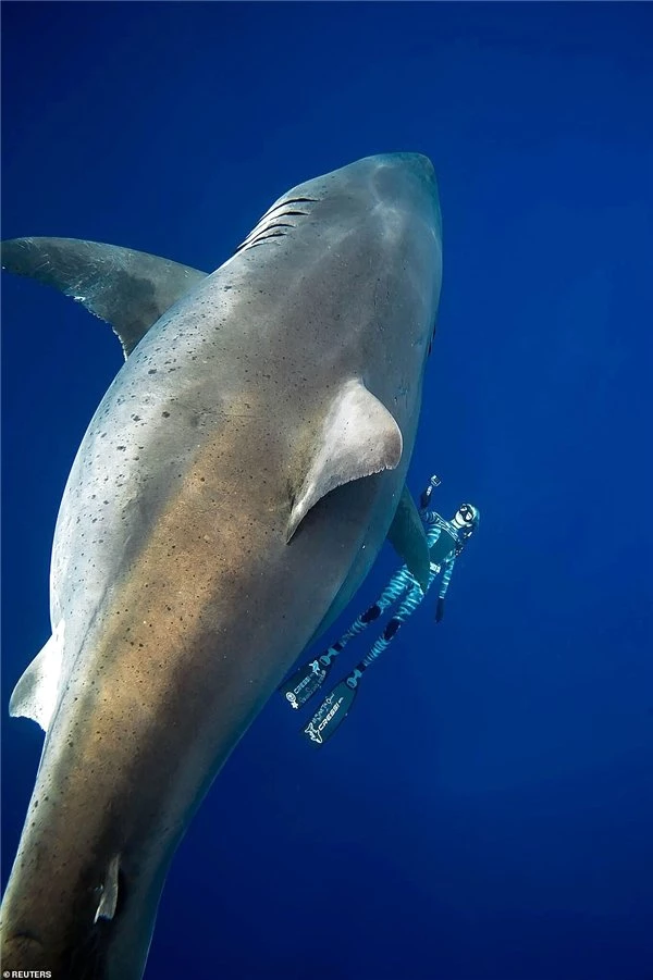 Şu Zamana Kadar Keşfedilmiş Yaşayan En Canlı Köpekbalığı ile Tanışın: Deep Blue