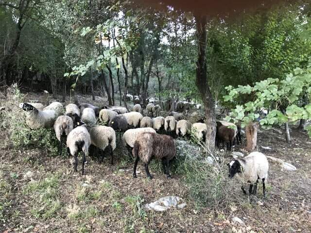 1'e 5 Veren Romonoz Koyunları Sayesinde Paraya Para Demiyor 1'e 5 Veren Romonov Koyunları Sayesinde Paraya Para Demiyor