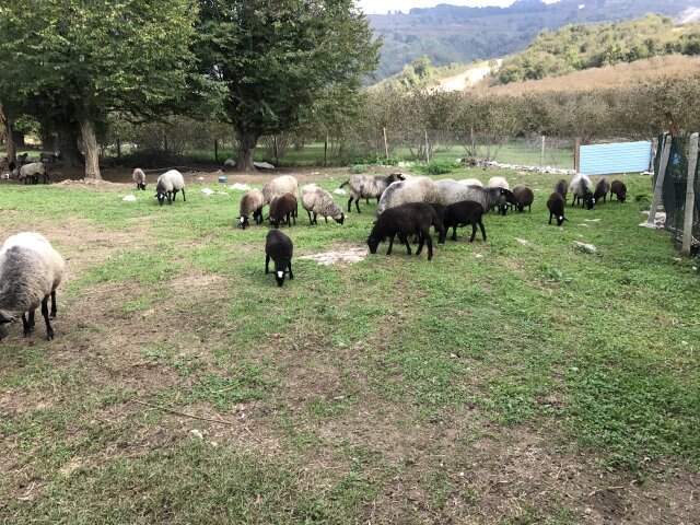 1'e 5 Veren Romonoz Koyunları Sayesinde Paraya Para Demiyor 1'e 5 Veren Romonov Koyunları Sayesinde Paraya Para Demiyor