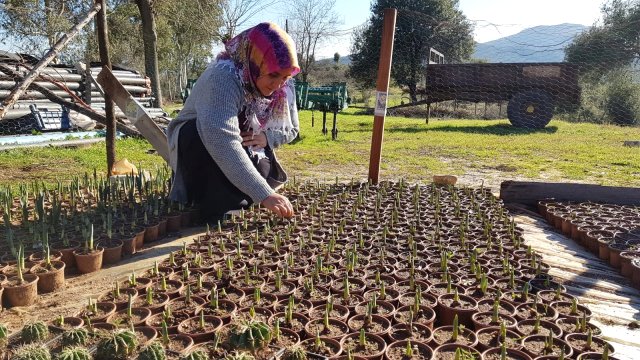 Aldığı Teşvikle Lale, Sümbül ve Nergis Yetiştirmeye Başlayan Girişimci Kadın, Türkiye'nin Her Yerinden Sipariş Alıyor
