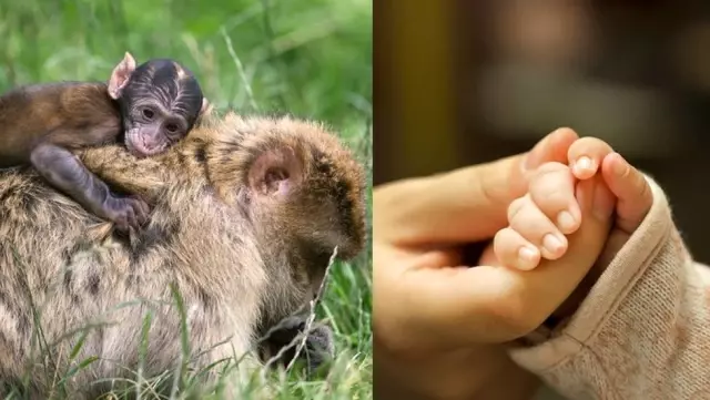 Vücudumuzda 'Artık İhtiyaç Duymadığımız' Özellikler
