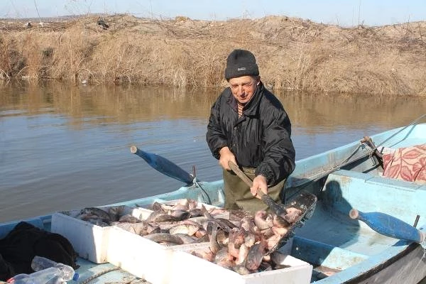 Balıkçıların Yeni Gelir Kapısı Oldu! Manyas Gölü'nden İsrail Sazanı Fışkırıyor