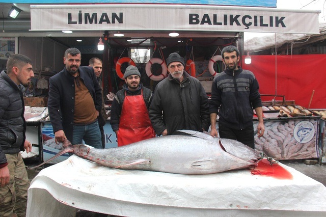 2 Metre 30 Santim ve 250 Kilogram Ağırlığındaki Balığı Görenler, Telefona Sarıldı