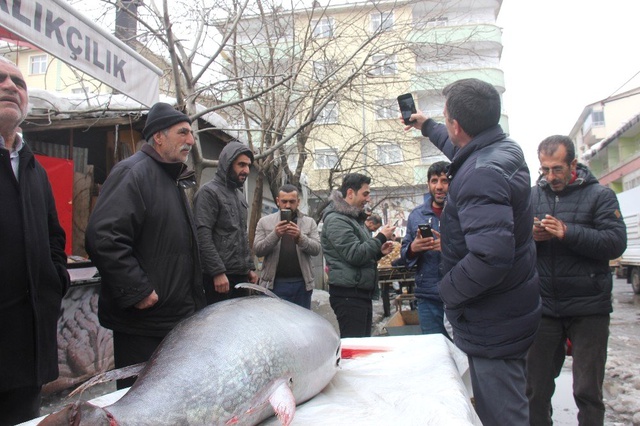 2 Metre 30 Santim ve 250 Kilogram Ağırlığındaki Balığı Görenler, Telefona Sarıldı