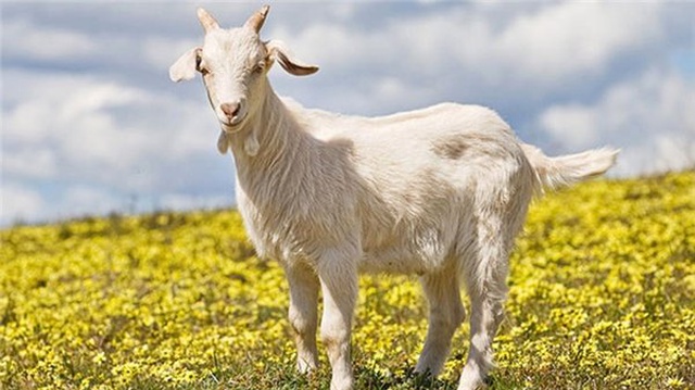 Jack Dorsey: