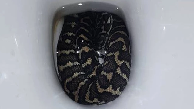 Avustralyalı Kadını, Tuvaletini Yaparken Klozetten Çıkan Piton Yılanı Isırdı