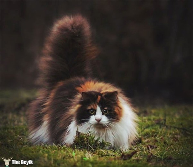 Dünyanın En Yumuşak Tüyüne Sahip Tam Sarılmalık 15 Kedi