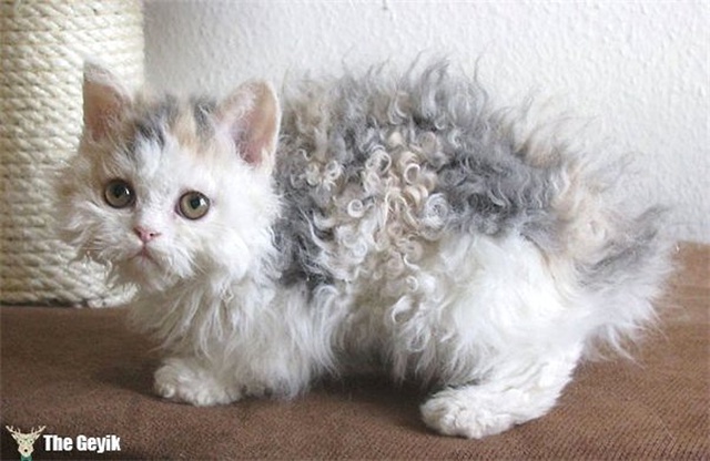 Dünyanın En Yumuşak Tüyüne Sahip Tam Sarılmalık 15 Kedi
