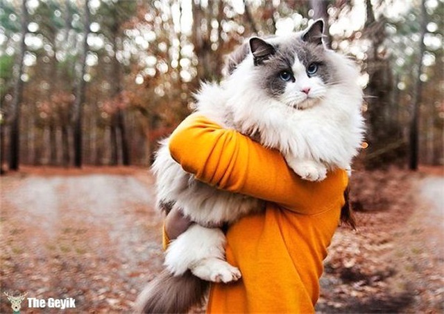 Dünyanın En Yumuşak Tüyüne Sahip Tam Sarılmalık 15 Kedi