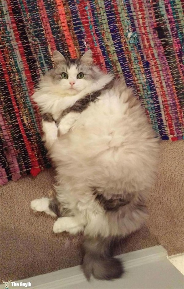 Dünyanın En Yumuşak Tüyüne Sahip Tam Sarılmalık 15 Kedi