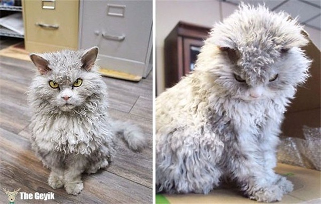Dünyanın En Yumuşak Tüyüne Sahip Tam Sarılmalık 15 Kedi
