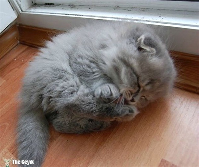 Dünyanın En Yumuşak Tüyüne Sahip Tam Sarılmalık 15 Kedi