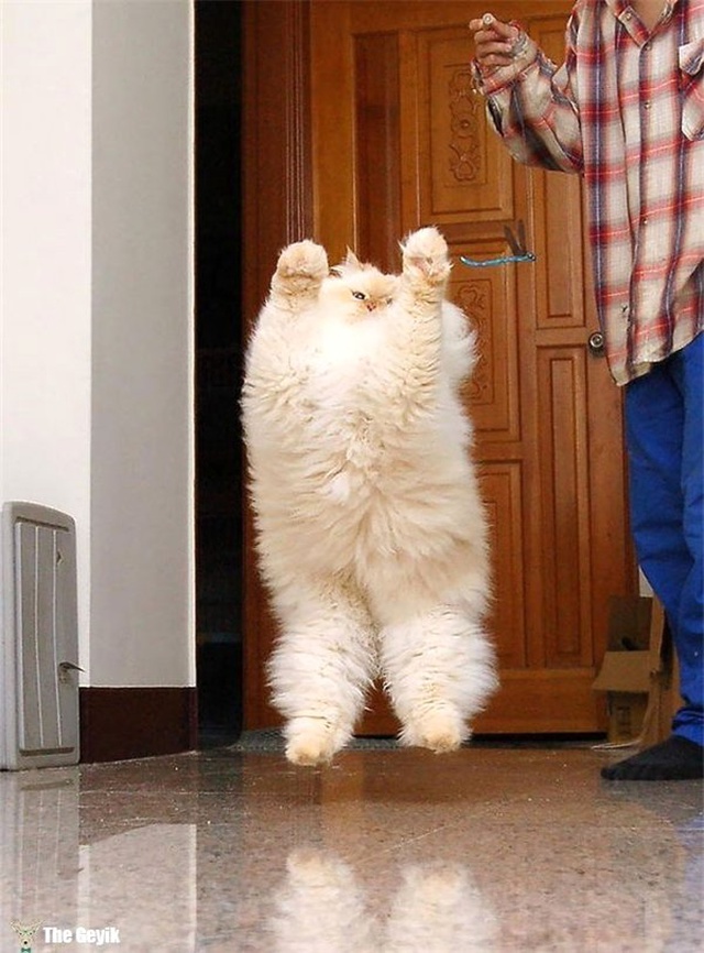 Dünyanın En Yumuşak Tüyüne Sahip Tam Sarılmalık 15 Kedi