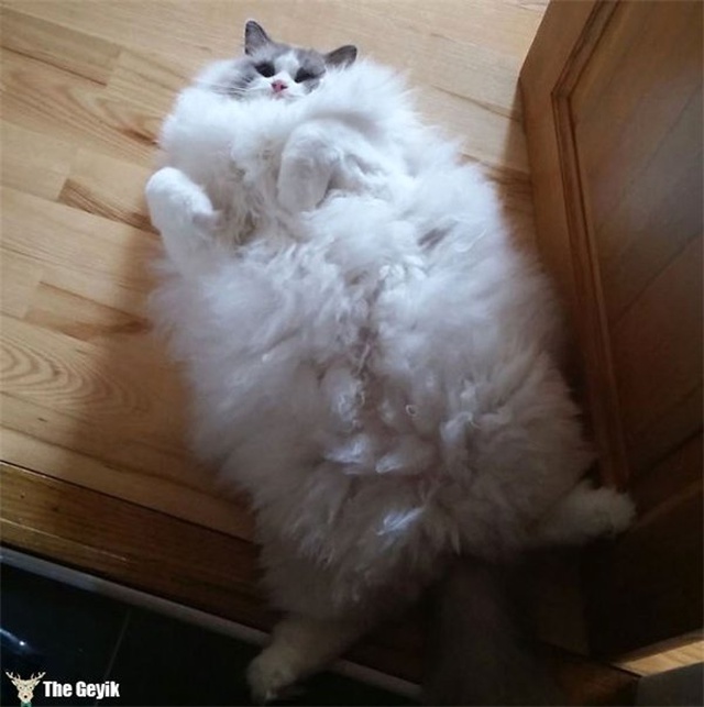Dünyanın En Yumuşak Tüyüne Sahip Tam Sarılmalık 15 Kedi