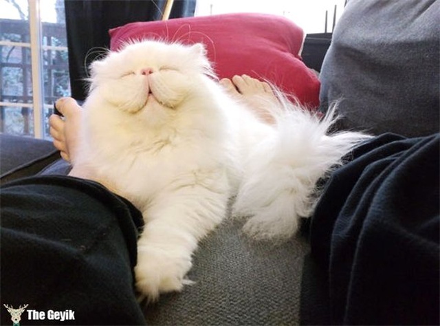 Dünyanın En Yumuşak Tüyüne Sahip Tam Sarılmalık 15 Kedi