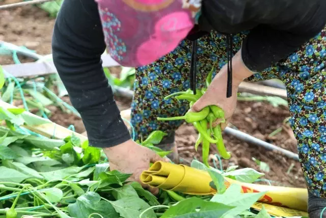 Hortum Faciasının Ardından Acı Hasat