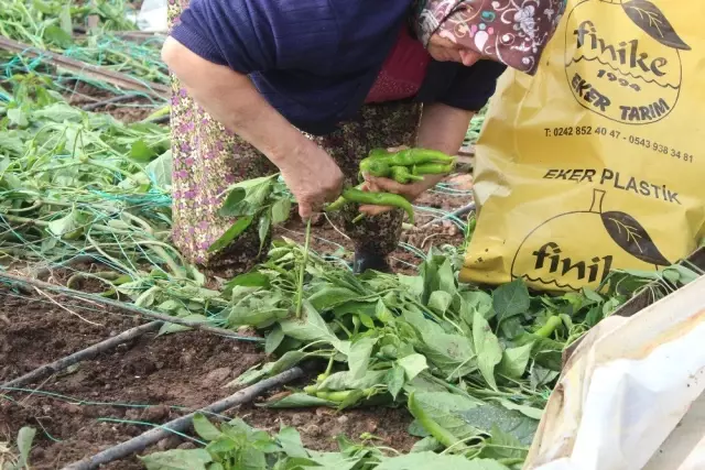 Hortum Faciasının Ardından Acı Hasat