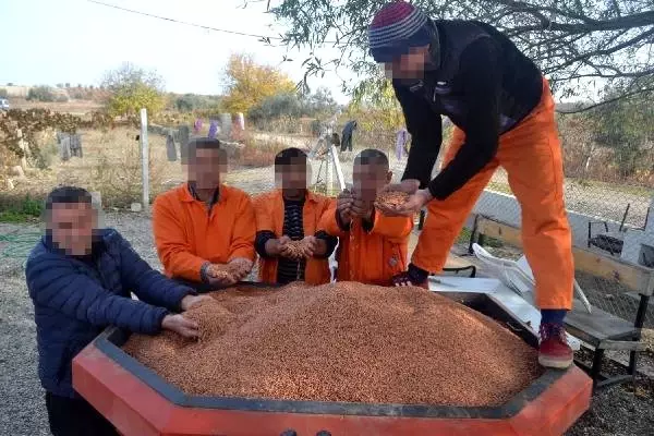 Hükümlüler Tarafından Yerli Tohum Kullanılarak Ekilen Arpalardan, 20 Ton Ürün Elde Edilmesi Bekleniyor