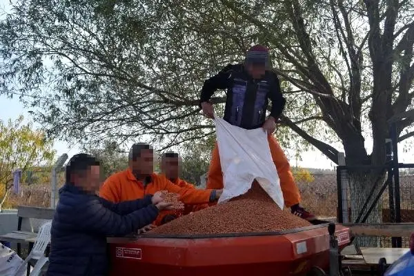 Hükümlüler Tarafından Yerli Tohum Kullanılarak Ekilen Arpalardan, 20 Ton Ürün Elde Edilmesi Bekleniyor