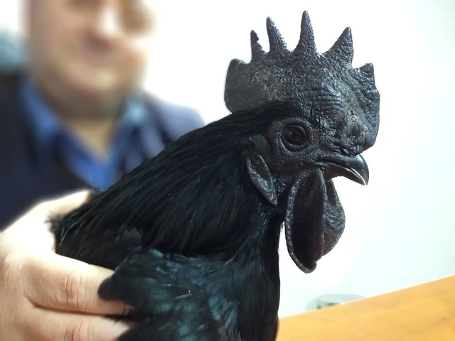 Görenler Şaşırıp Kalıyor! Bu Tavuğun Kanı Hariç Her Yeri Simsiyah