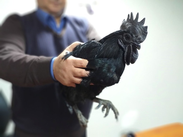 Görenler Şaşırıp Kalıyor! Bu Tavuğun Kanı Hariç Her Yeri Simsiyah